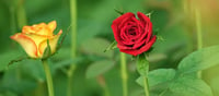 After Honey Village And Books Village, Mahabaleshwar Now Has Village Of Roses-Parpar.